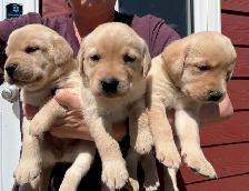 Yellow and Black Lab Puppies - Photo 5