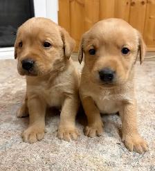 Yellow and Black Lab Puppies - Photo 6