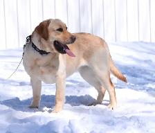 Yellow and Black Lab Puppies - Photo 7