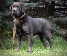 Yellow and Black Lab Puppies - Photo 8