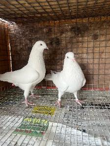 pigeons for sale