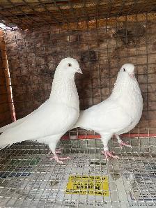 pigeons for sale - Photo 2