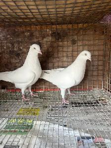 pigeons for sale - Photo 4