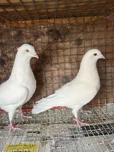 pigeons for sale - Photo 6