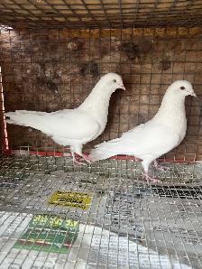 pigeons for sale - Photo 7