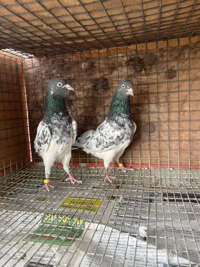 pigeons for sale
