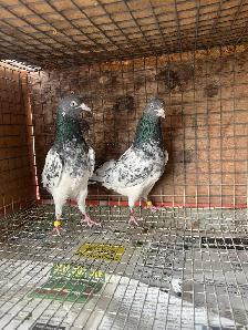 pigeons for sale