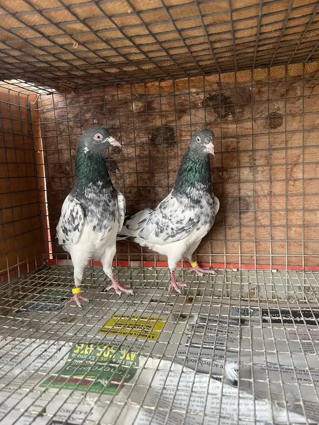 pigeons for sale - Photo 2