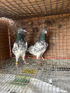 pigeons for sale - Photo 2