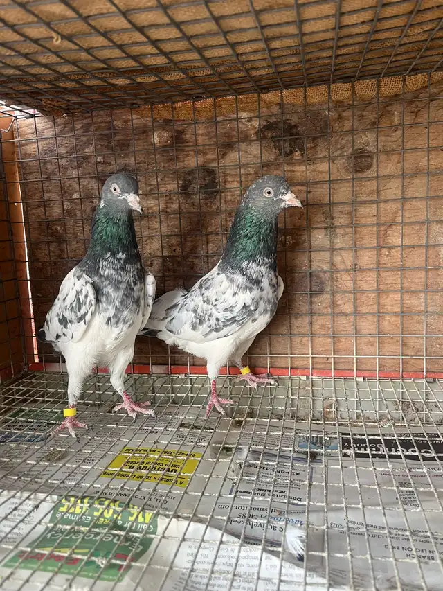 pigeons for sale - Photo 3