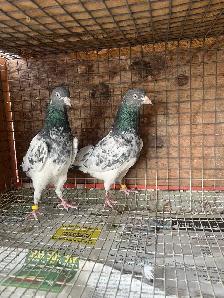 pigeons for sale - Photo 3