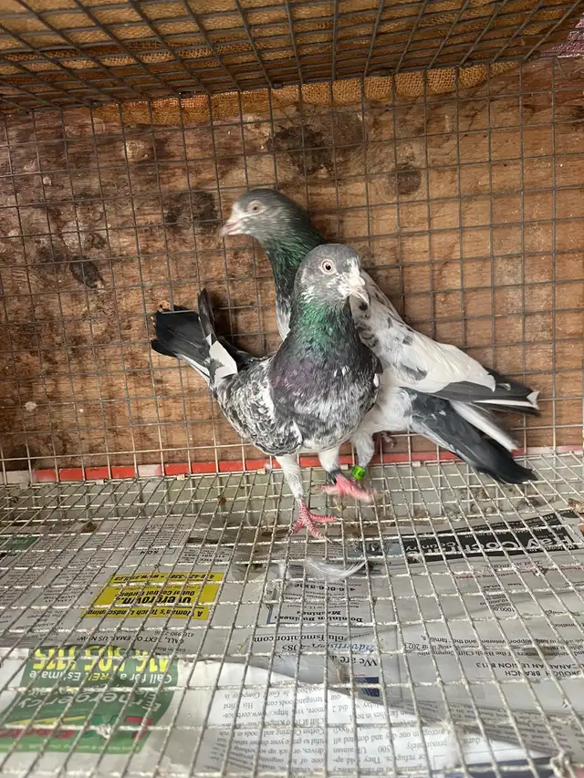 pigeons for sale - Photo 4