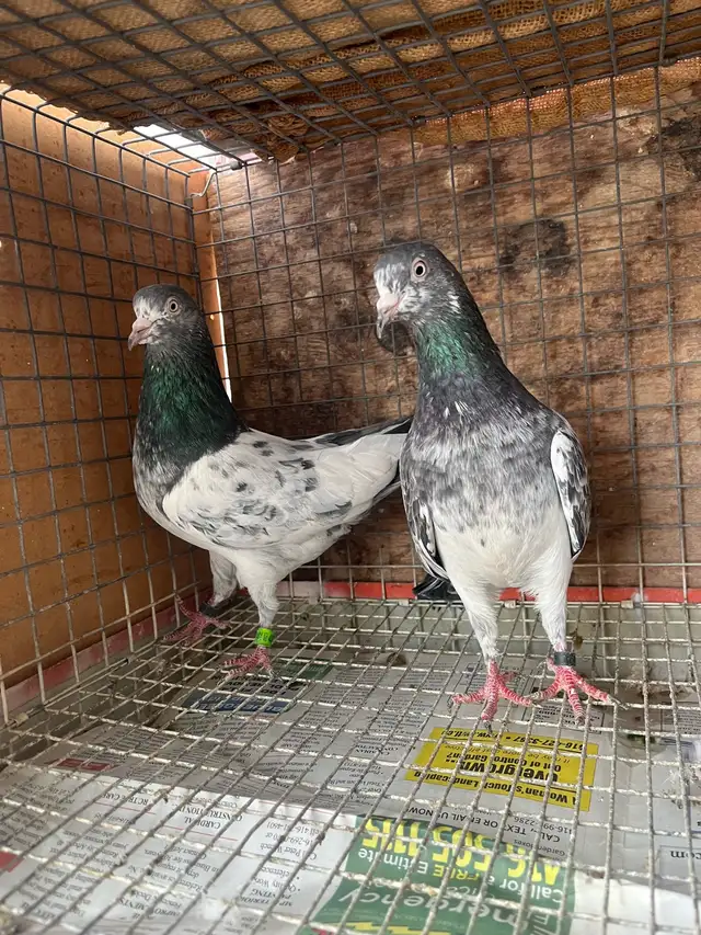 pigeons for sale - Photo 5