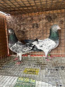 pigeons for sale - Photo 6