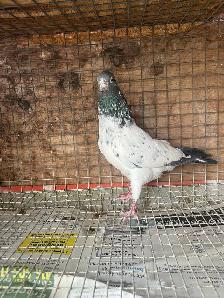 pigeons for sale - Photo 7