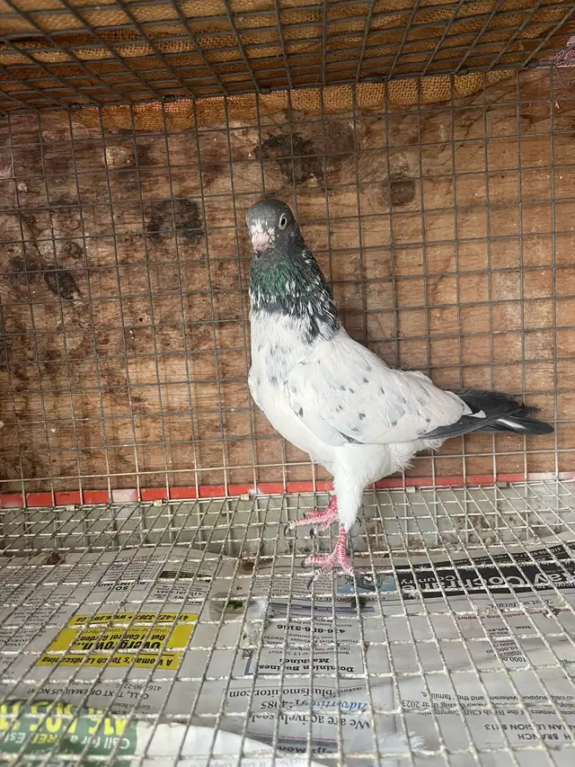 pigeons for sale - Photo 8