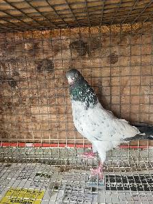 pigeons for sale - Photo 9