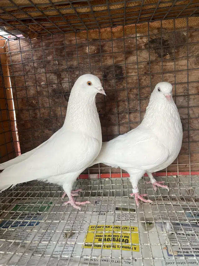 pigeons for sale - Photo 2