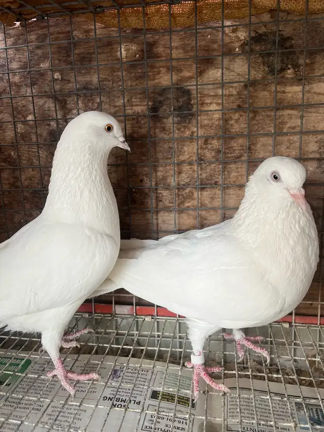 pigeons for sale - Photo 3
