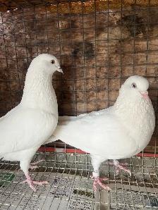 pigeons for sale - Photo 3