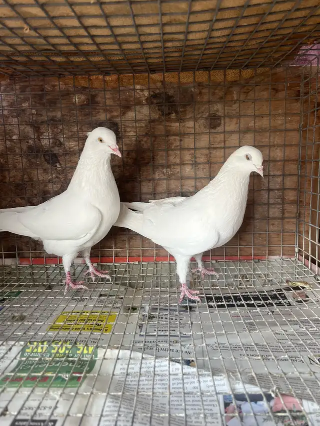 pigeons for sale - Photo 4