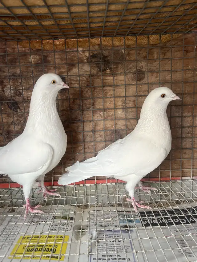 pigeons for sale - Photo 5