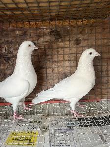 pigeons for sale - Photo 5