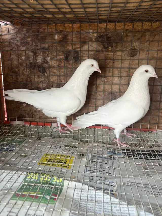 pigeons for sale - Photo 7