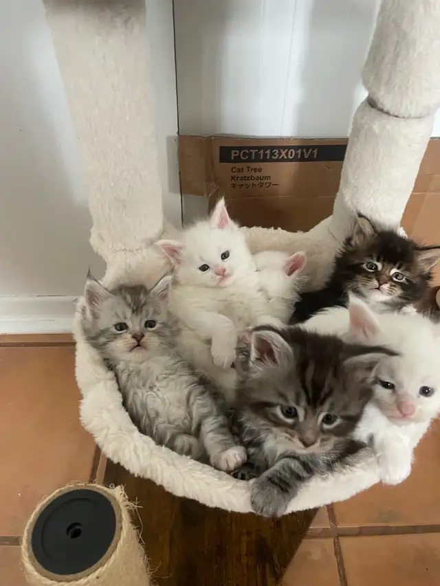 chatons Maine coon pour réservation - Photo 2