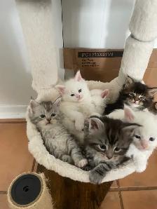 chatons Maine coon pour réservation - Photo 2
