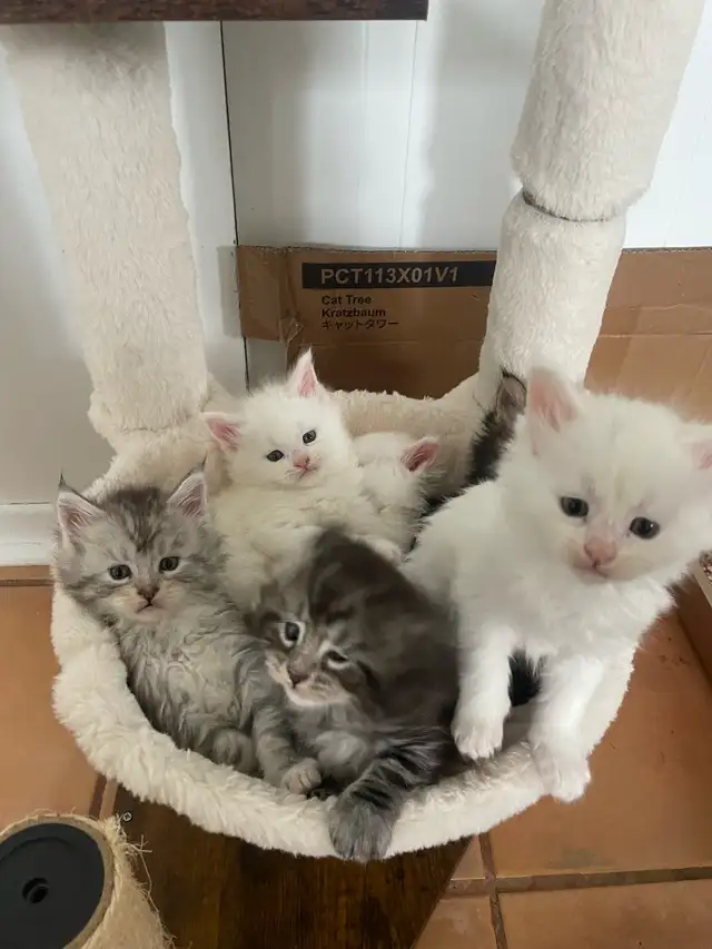 chatons Maine coon pour réservation - Photo 3