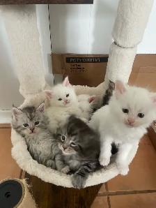 chatons Maine coon pour réservation - Photo 3