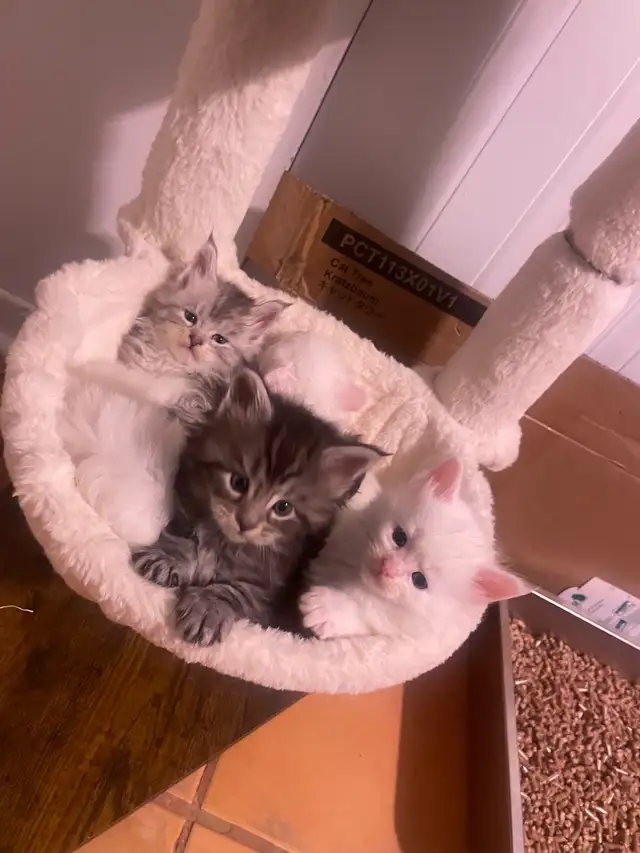 chatons Maine coon pour réservation - Photo 6