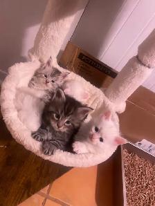 chatons Maine coon pour réservation - Photo 6