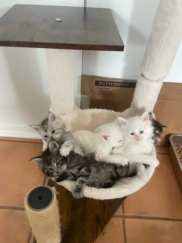 chatons Maine coon pour réservation - Photo 8