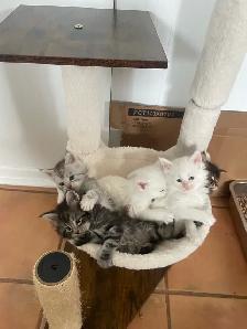 chatons Maine coon pour réservation - Photo 8