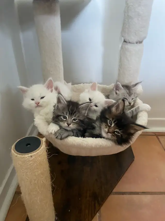 chatons Maine coon pour réservation - Photo 9