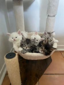 chatons Maine coon pour réservation - Photo 9