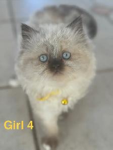 Gorgeous Himalayan Persian Kittens