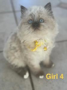 Gorgeous Himalayan Persian Kittens - Photo 2