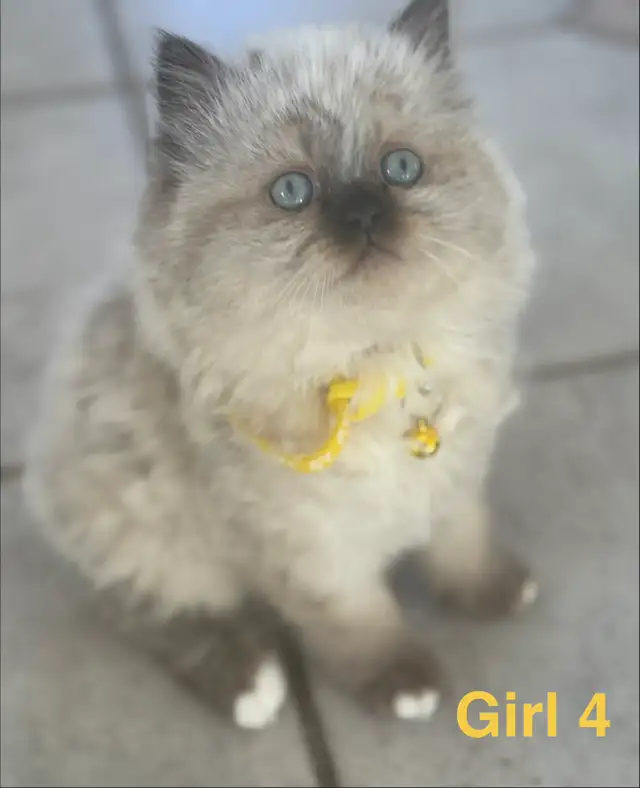 Gorgeous Himalayan Persian Kittens - Photo 3