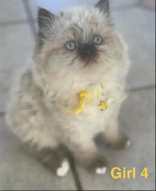 Gorgeous Himalayan Persian Kittens - Photo 3