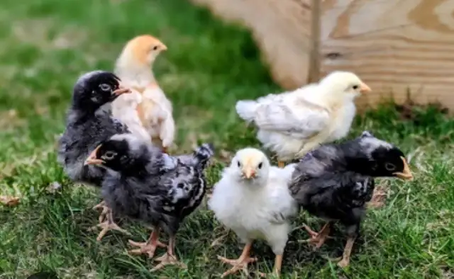 BYM PULLETS