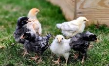 BYM PULLETS