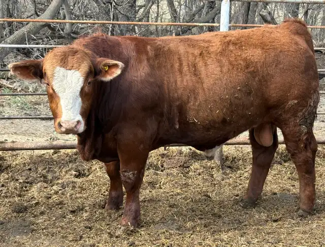 Simmental bulls