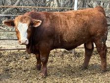 Simmental bulls