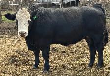 Simmental bulls - Photo 2