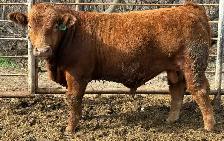 Simmental bulls - Photo 3