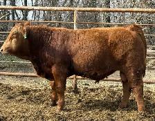 Simmental bulls - Photo 4