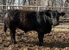 Simmental bulls - Photo 5